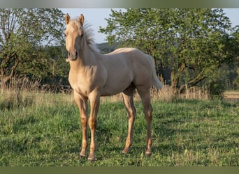 American Quarter Horse, Hengst, 2 Jaar, 150 cm, Palomino