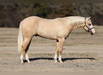 American Quarter Horse, Hengst, 2 Jaar, 150 cm, Palomino