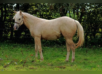 American Quarter Horse, Hengst, 2 Jaar, 150 cm, Palomino