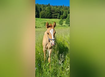 American Quarter Horse, Hengst, 2 Jaar, 150 cm, Palomino