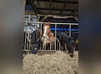 American Quarter Horse, Hengst, 2 Jaar, 150 cm, Palomino