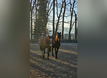 American Quarter Horse, Hengst, 2 Jaar, 150 cm, Palomino