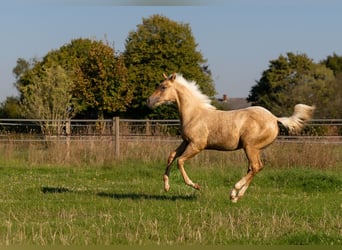 American Quarter Horse, Hengst, 2 Jaar, 150 cm, Palomino