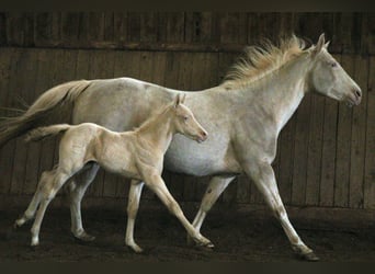 American Quarter Horse, Hengst, 2 Jaar, 150 cm, Perlino