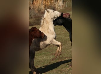 American Quarter Horse, Hengst, 2 Jaar, 150 cm, Perlino