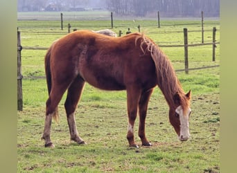 American Quarter Horse, Hengst, 2 Jaar, 150 cm, Rabicano
