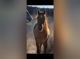 American Quarter Horse, Hengst, 2 Jaar, 150 cm, Red Dun