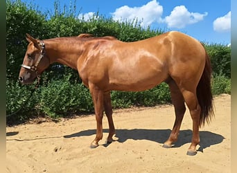 American Quarter Horse, Hengst, 2 Jaar, 150 cm, Red Dun