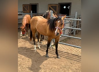 American Quarter Horse, Hengst, 2 Jaar, 150 cm, Red Dun