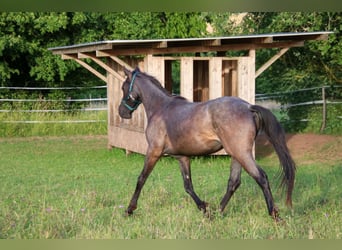 American Quarter Horse, Hengst, 2 Jaar, 150 cm, Roan-Blue