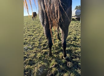 American Quarter Horse, Hengst, 2 Jaar, 150 cm, Roan-Blue