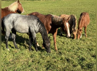 American Quarter Horse, Hengst, 2 Jaar, 150 cm, Roan-Blue