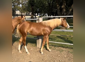 American Quarter Horse, Hengst, 2 Jaar, 150 cm, Roodvos