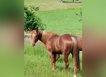 American Quarter Horse, Hengst, 2 Jaar, 150 cm, Vos