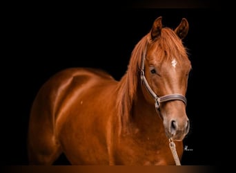 American Quarter Horse, Hengst, 2 Jaar, 150 cm, Vos