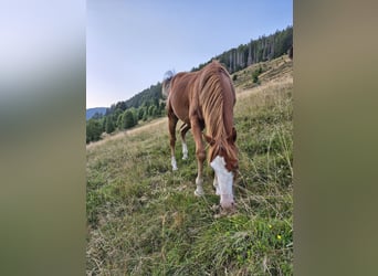 American Quarter Horse, Hengst, 2 Jaar, 150 cm, Vos