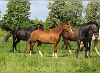 American Quarter Horse, Hengst, 2 Jaar, 150 cm, Vos