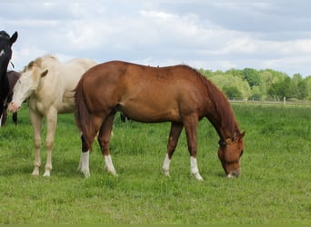 American Quarter Horse, Hengst, 2 Jaar, 150 cm, Vos