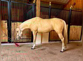 American Quarter Horse, Hengst, 2 Jaar, 151 cm, Palomino