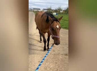 American Quarter Horse, Hengst, 2 Jaar, 152 cm, Brown Falb schimmel