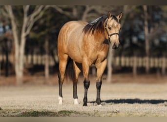 American Quarter Horse, Hengst, 2 Jaar, 152 cm, Buckskin