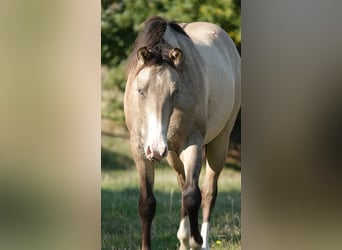 American Quarter Horse, Hengst, 2 Jaar, 152 cm, Falbe
