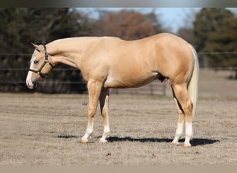 American Quarter Horse, Hengst, 2 Jaar, 152 cm, Palomino