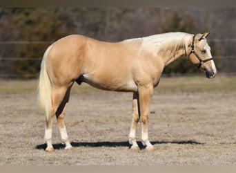 American Quarter Horse, Hengst, 2 Jaar, 152 cm, Palomino