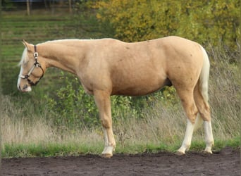 American Quarter Horse, Hengst, 2 Jaar, 152 cm, Palomino