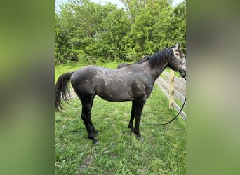 American Quarter Horse, Hengst, 2 Jaar, 152 cm, Schimmel