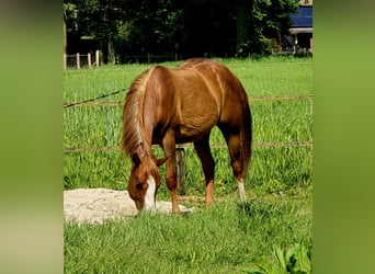 American Quarter Horse, Hengst, 2 Jaar, 152 cm, Vos