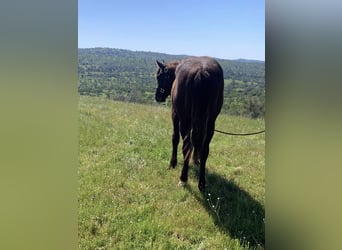 American Quarter Horse, Hengst, 2 Jaar, 152 cm, Zwart