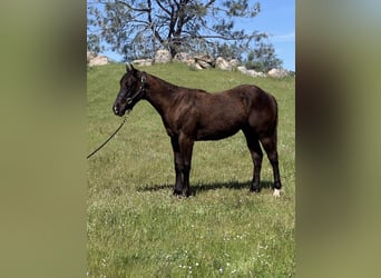 American Quarter Horse, Hengst, 2 Jaar, 152 cm, Zwart