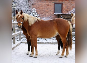 American Quarter Horse, Hengst, 2 Jaar, 153 cm, Vos