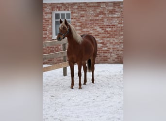 American Quarter Horse, Hengst, 2 Jaar, 153 cm, Vos