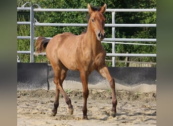 American Quarter Horse, Hengst, 2 Jaar, 154 cm, Falbe