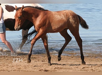 American Quarter Horse, Hengst, 2 Jaar, 154 cm, Falbe