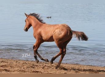 American Quarter Horse, Hengst, 2 Jaar, 154 cm, Falbe