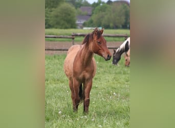 American Quarter Horse, Hengst, 2 Jaar, 154 cm, Falbe