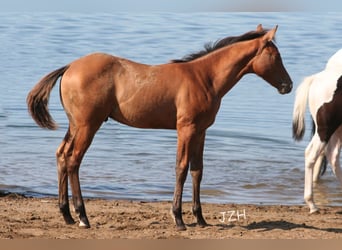 American Quarter Horse, Hengst, 2 Jaar, 154 cm, Falbe