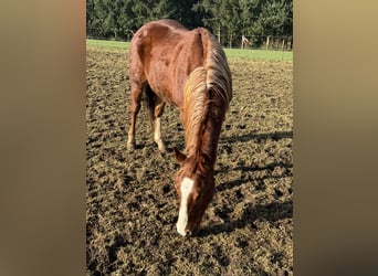 American Quarter Horse, Hengst, 2 Jaar, 154 cm, Vos