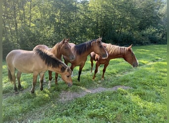 American Quarter Horse, Hengst, 2 Jaar, 154 cm, Vos