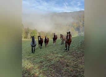 American Quarter Horse, Hengst, 2 Jaar, 154 cm, Vos