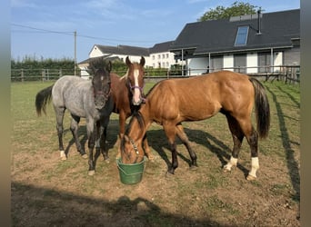 American Quarter Horse, Hengst, 2 Jaar, 154 cm, Vos