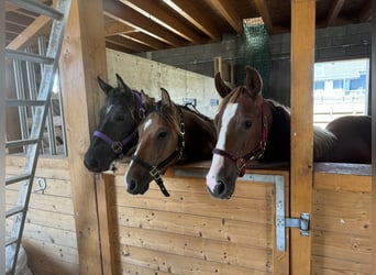 American Quarter Horse, Hengst, 2 Jaar, 154 cm, Vos