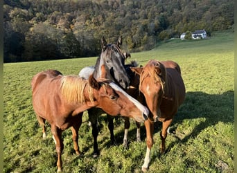 American Quarter Horse, Hengst, 2 Jaar, 154 cm, Vos