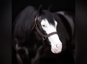 American Quarter Horse, Hengst, 2 Jaar, 155 cm, Blauwschimmel