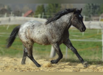 American Quarter Horse, Hengst, 2 Jaar, 155 cm, Blauwschimmel