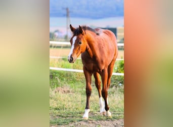 American Quarter Horse, Hengst, 2 Jaar, 155 cm, Bruin