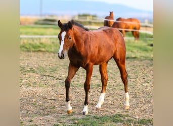 American Quarter Horse, Hengst, 2 Jaar, 155 cm, Bruin